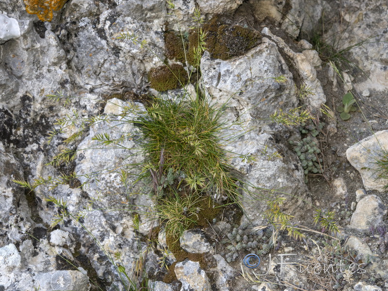 Festuca plicata.02