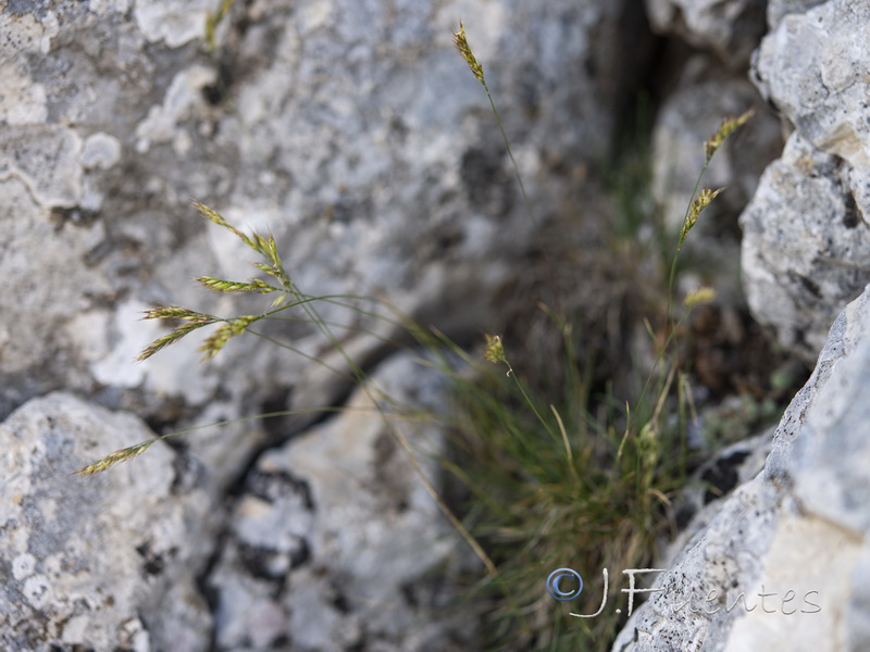 Festuca plicata.03