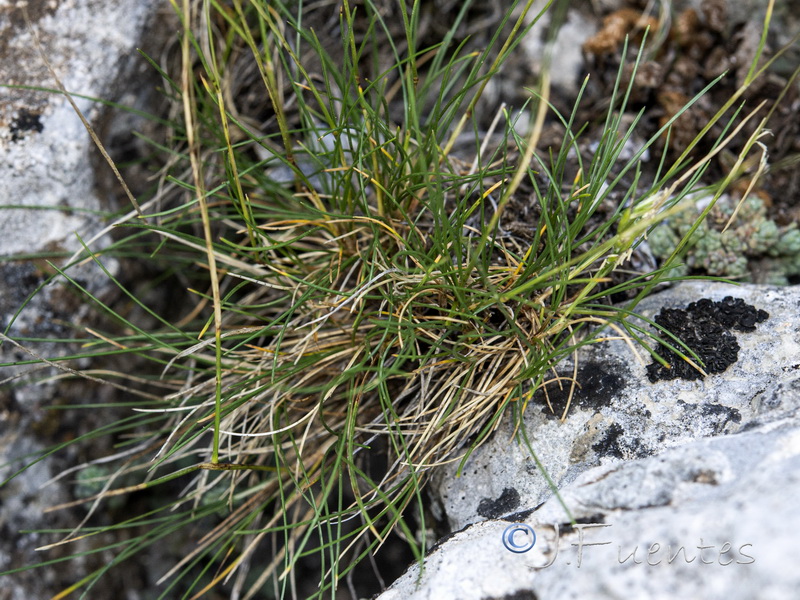 Festuca plicata.04