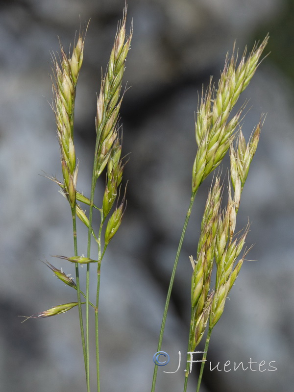 Festuca plicata.05