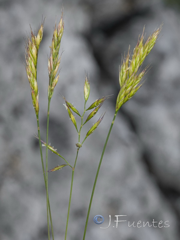 Festuca plicata.06