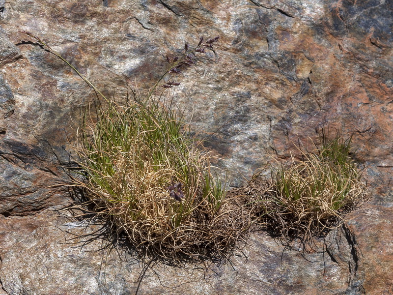 Festuca pseudeskia.01