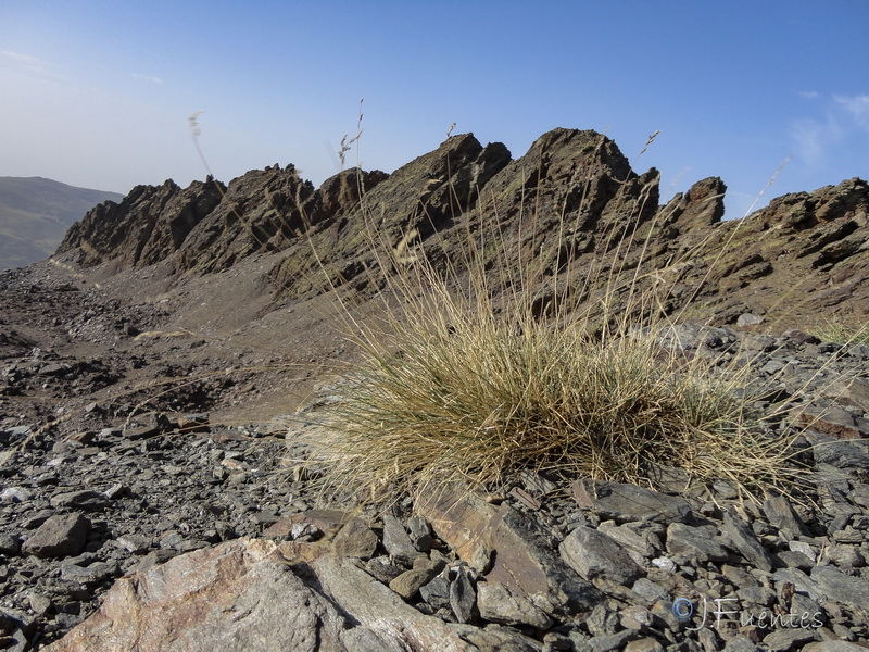 Festuca pseudeskia.11