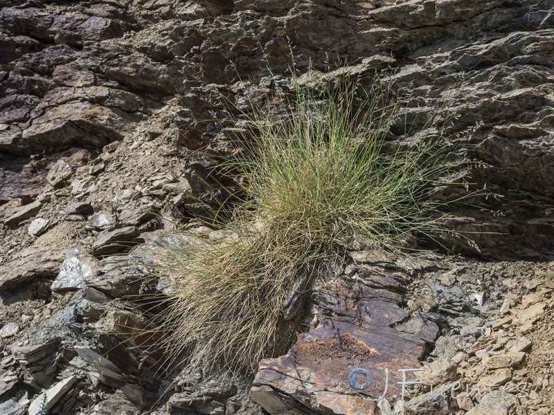 Festuca pseudeskia.17
