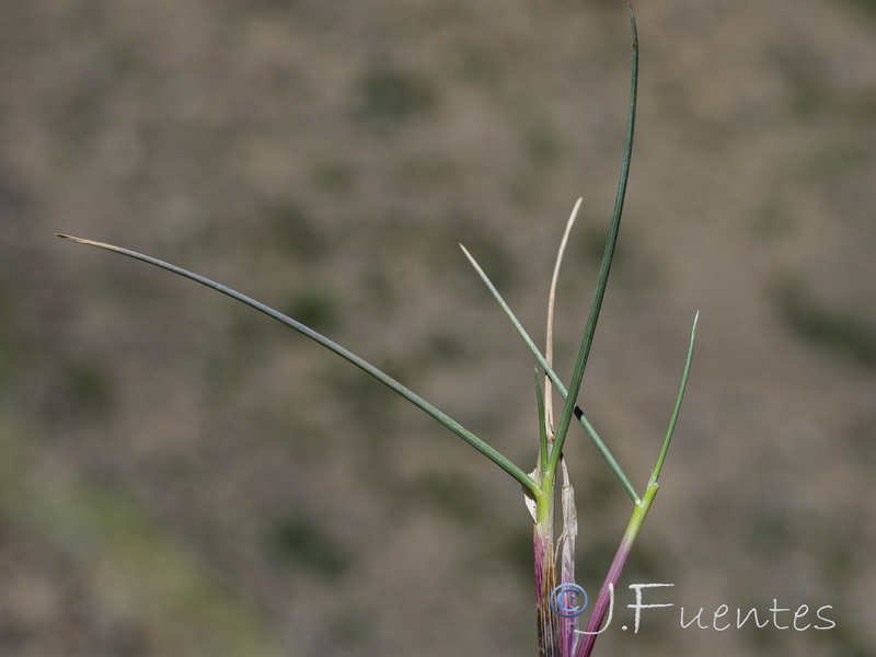 Festuca pseudeskia.02