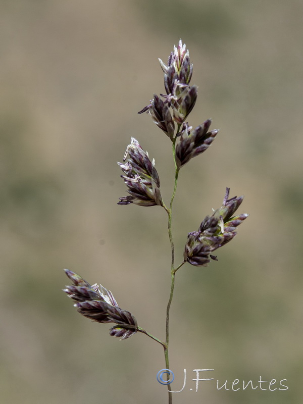 Festuca pseudeskia.23
