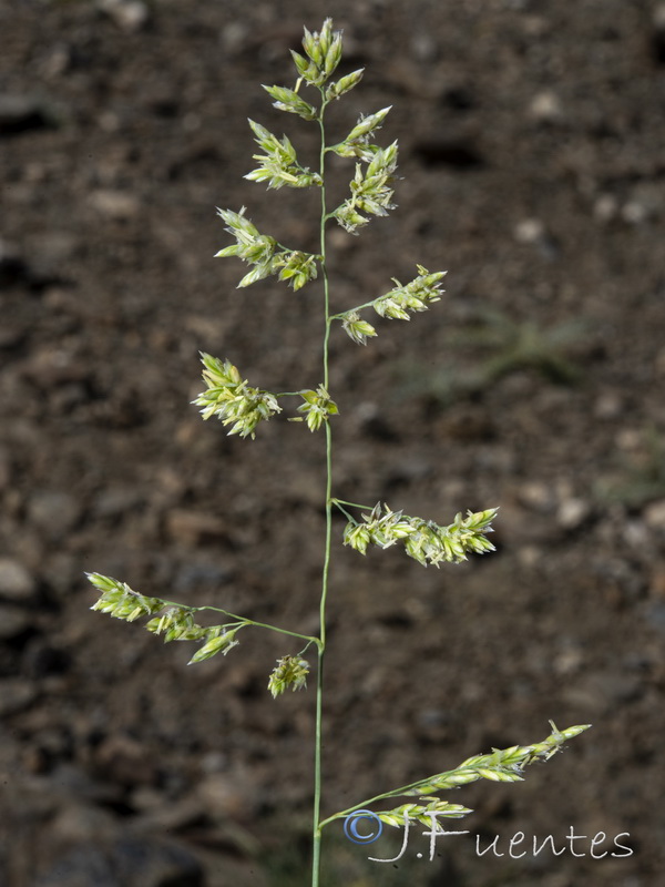 Festuca pseudeskia.25