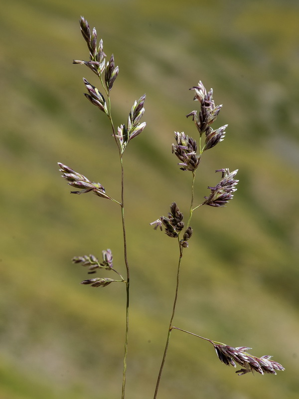 Festuca pseudeskia.28
