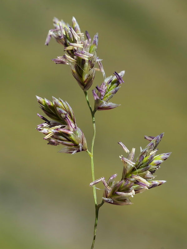 Festuca pseudeskia.03