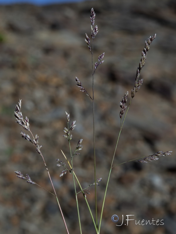 Festuca pseudeskia.33