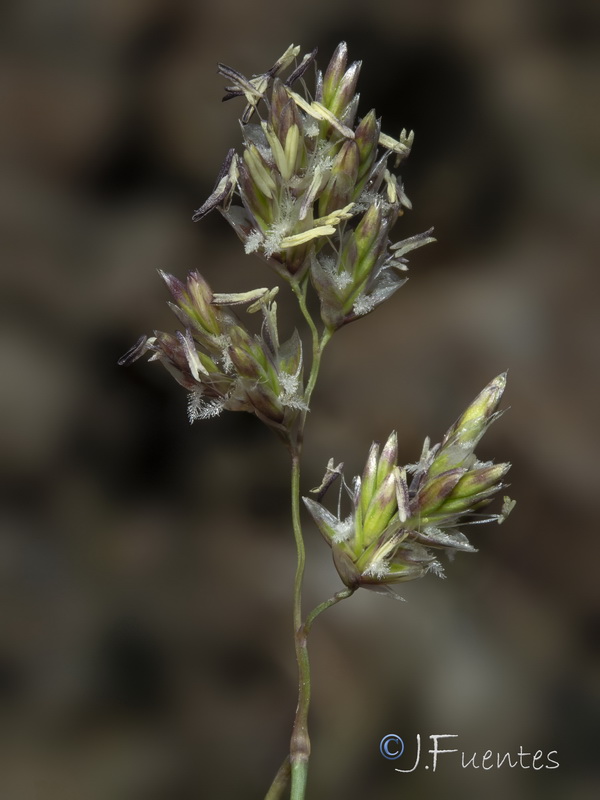 Festuca pseudeskia.36