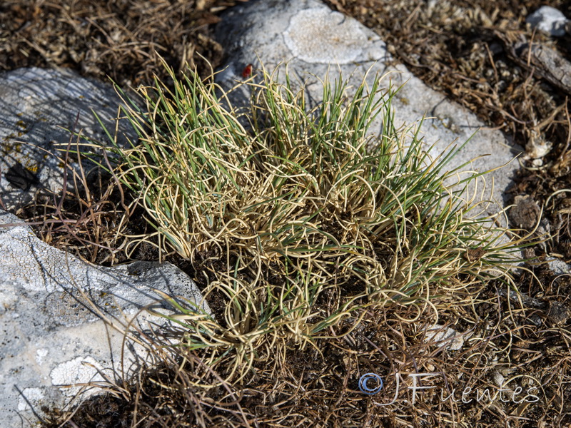 Festuca reverchonii.02