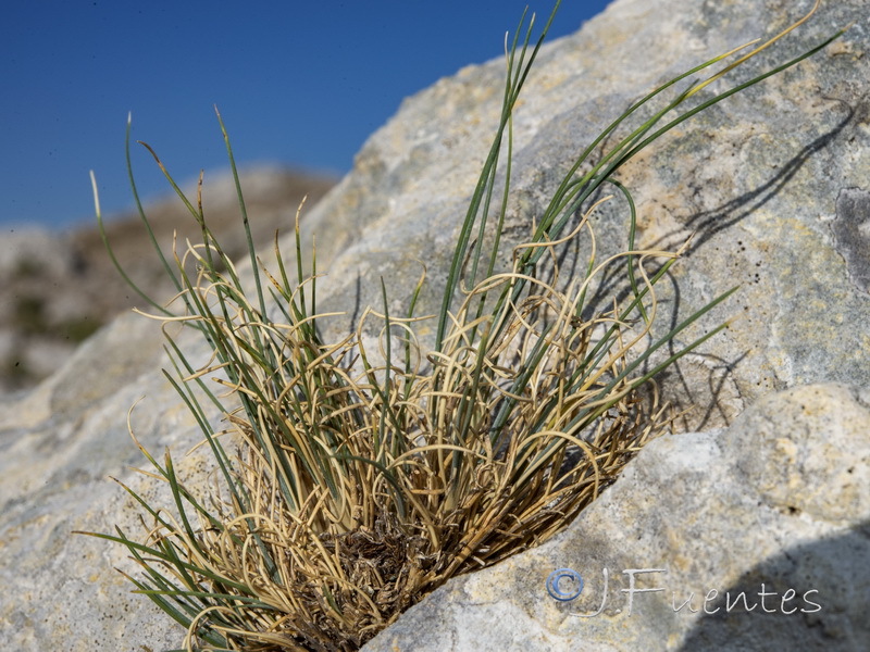 Festuca reverchonii.03