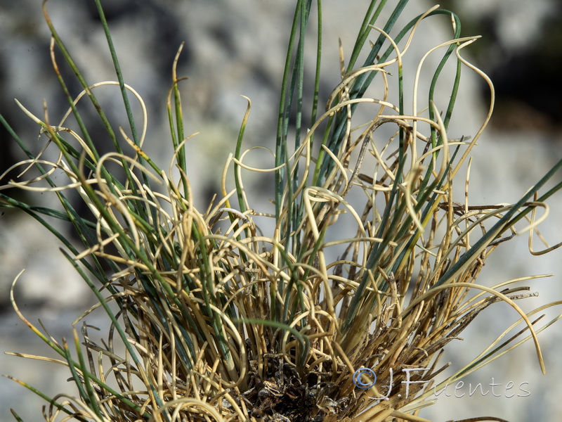 Festuca reverchonii.04