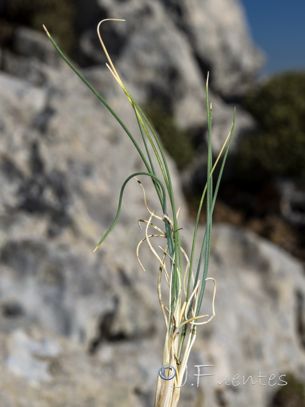 Festuca reverchonii.05