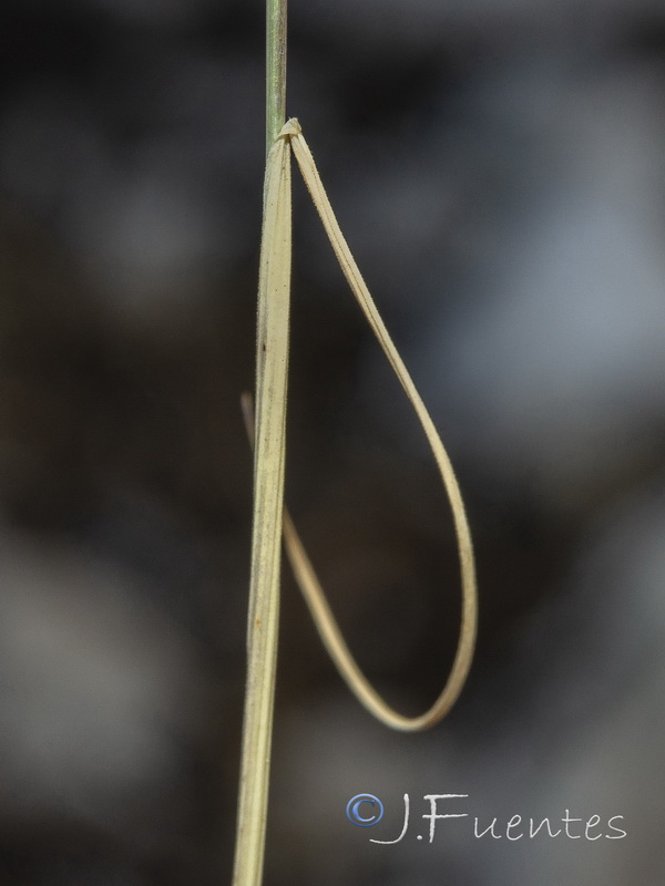 Festuca reverchonii.06