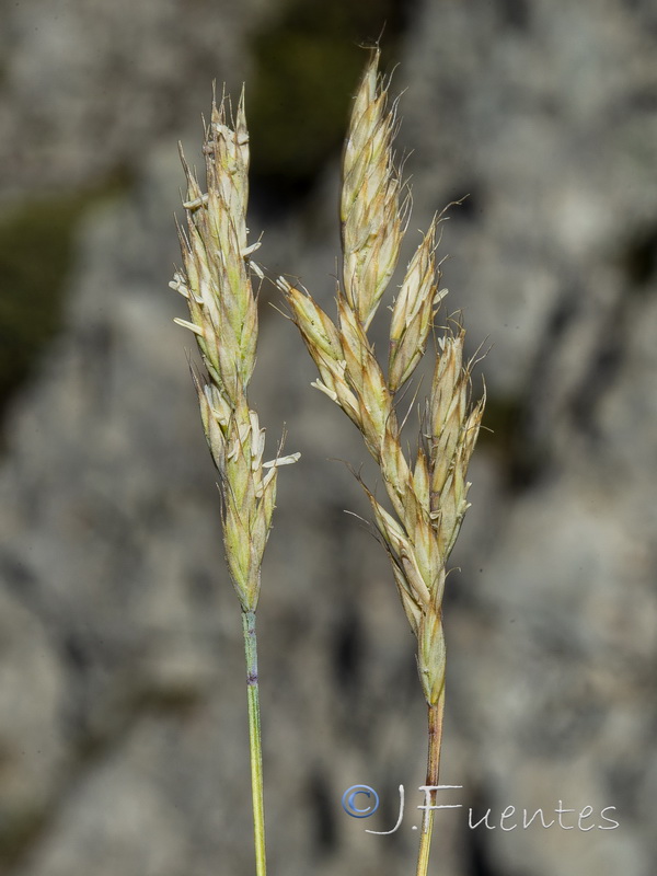 Festuca reverchonii.08