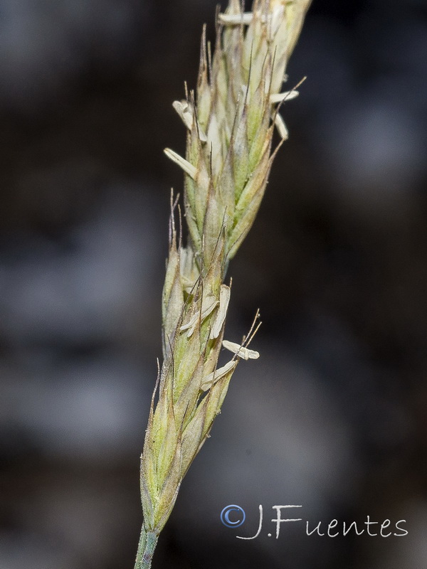 Festuca reverchonii.12