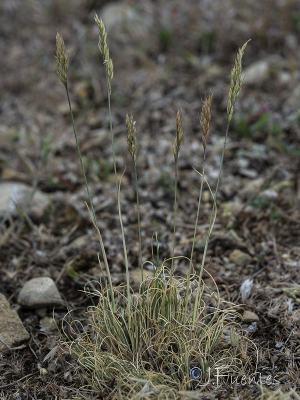 Festuca reverchonii.01