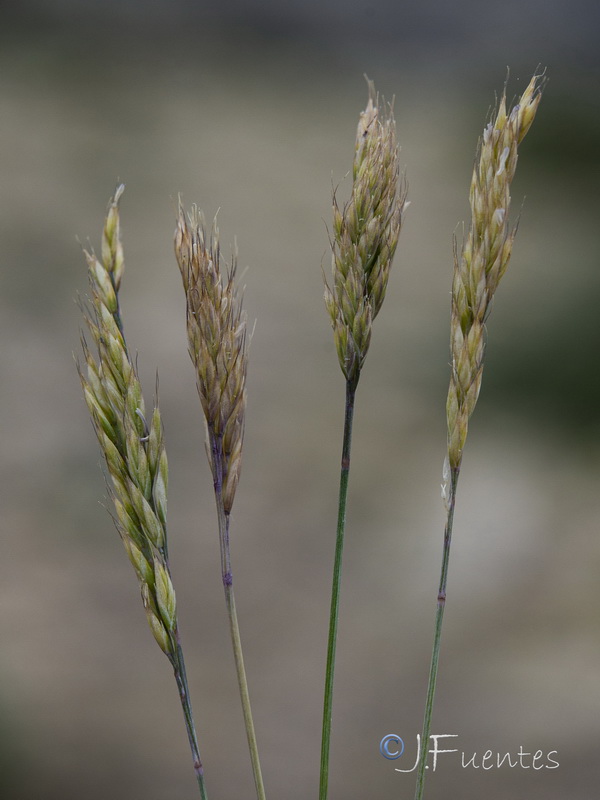 Festuca reverchonii.15