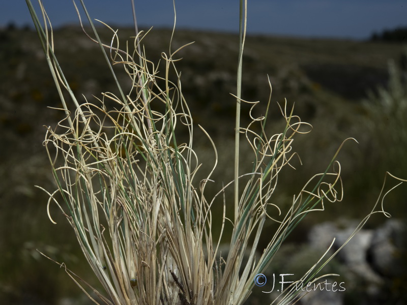 Festuca reverchonii.17