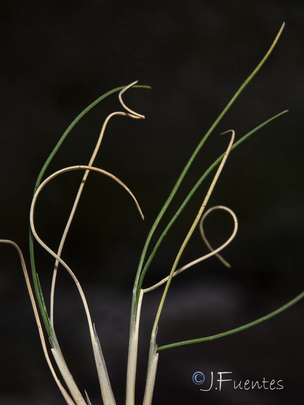 Festuca reverchonii.05