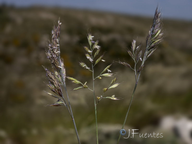 Festuca reverchonii.19