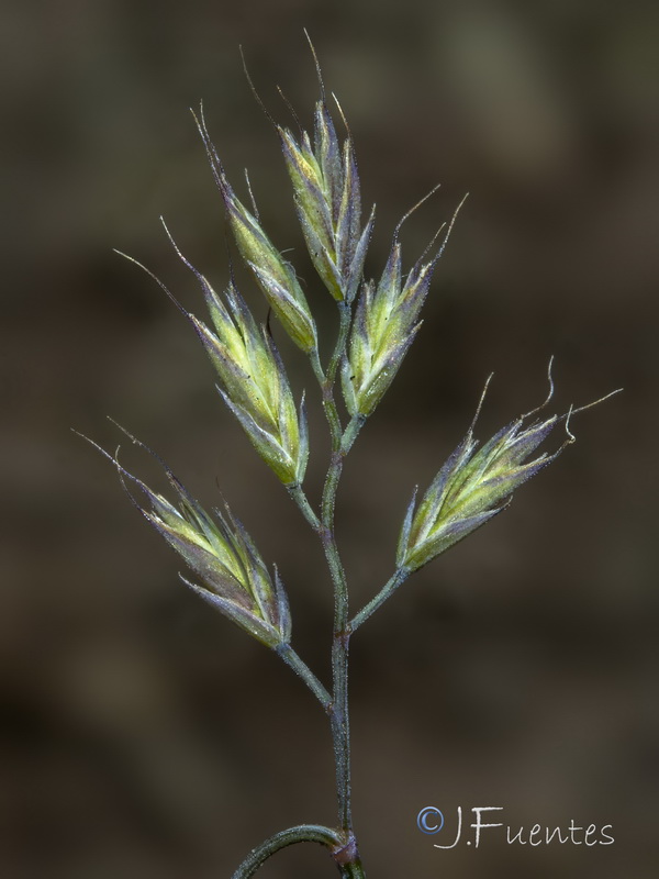 Festuca reverchonii.21