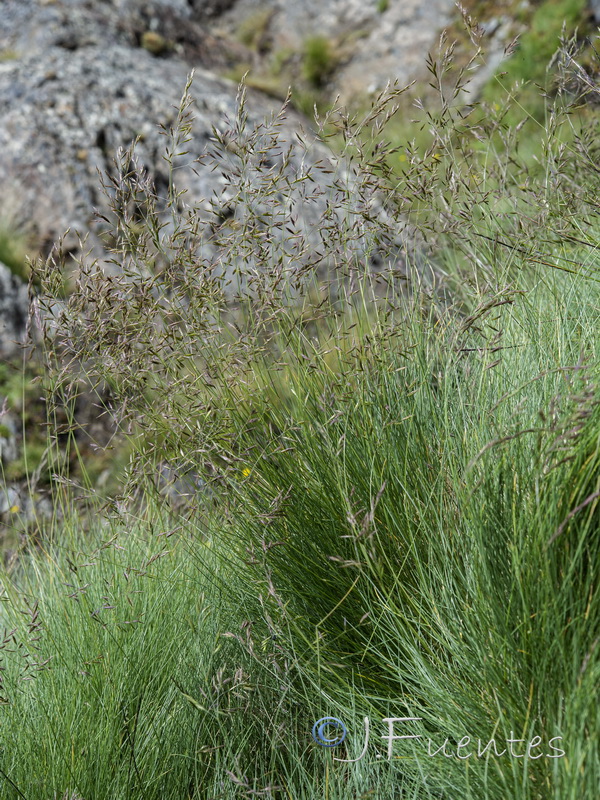 Festuca rivularis.01
