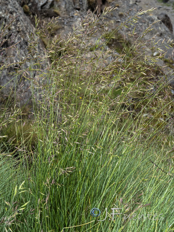 Festuca rivularis.02