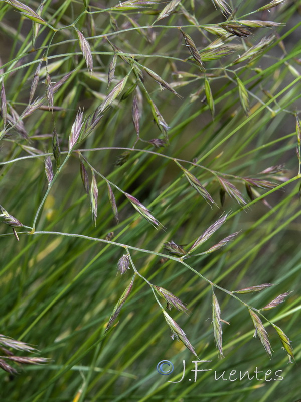 Festuca rivularis.03