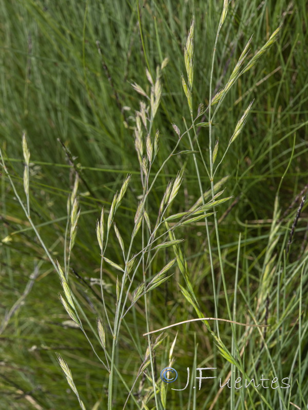 Festuca rivularis.04