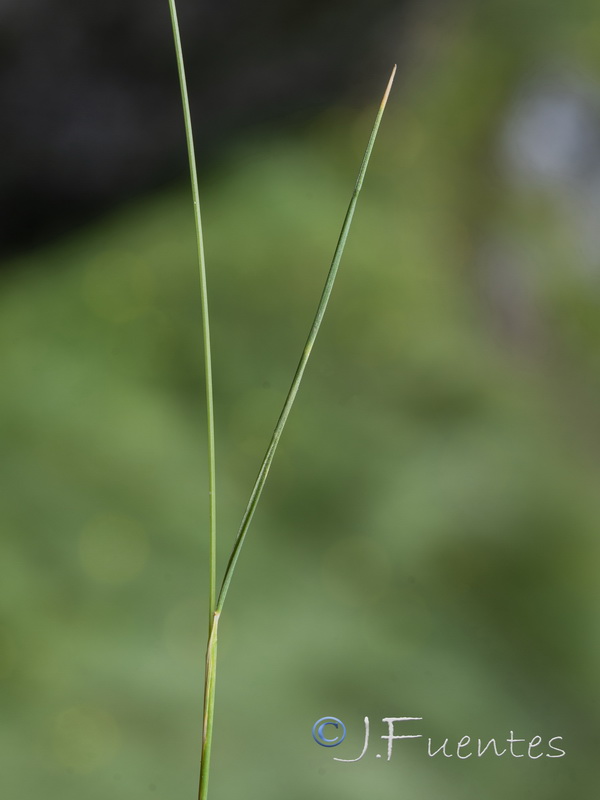 Festuca rivularis.05