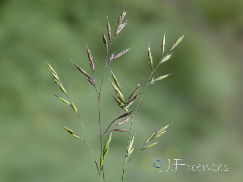 Festuca rivularis.06