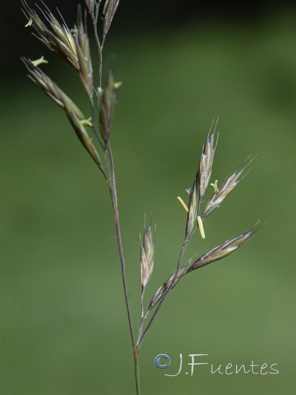 Festuca rivularis.08