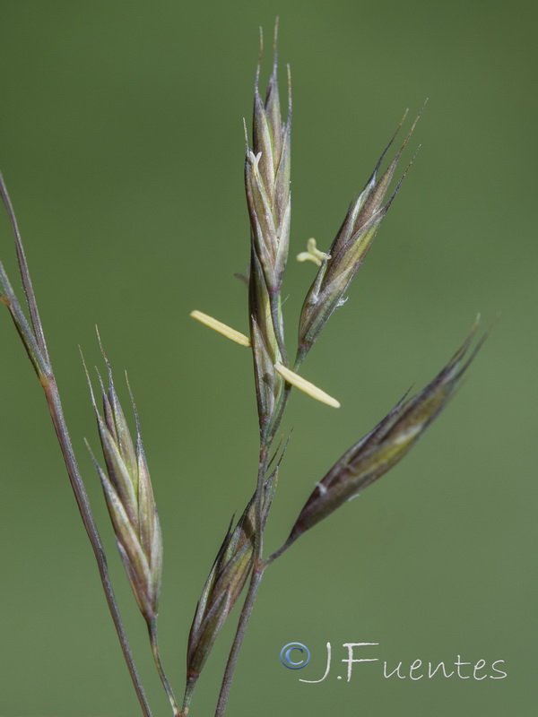 Festuca rivularis.09