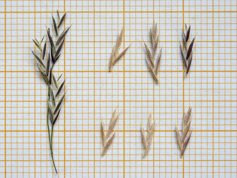 Festuca rivularis