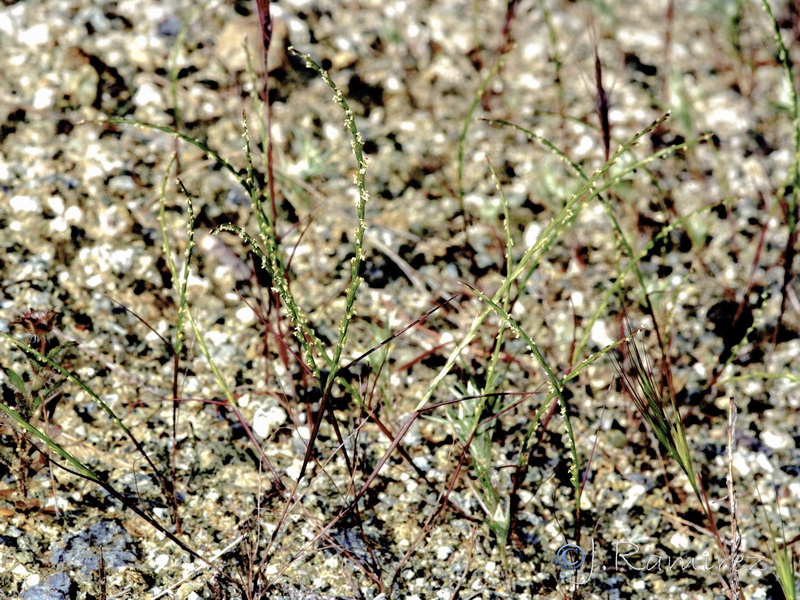 Festuca salzmannii.01