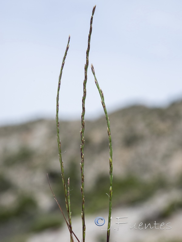 Festuca salzmannii.04