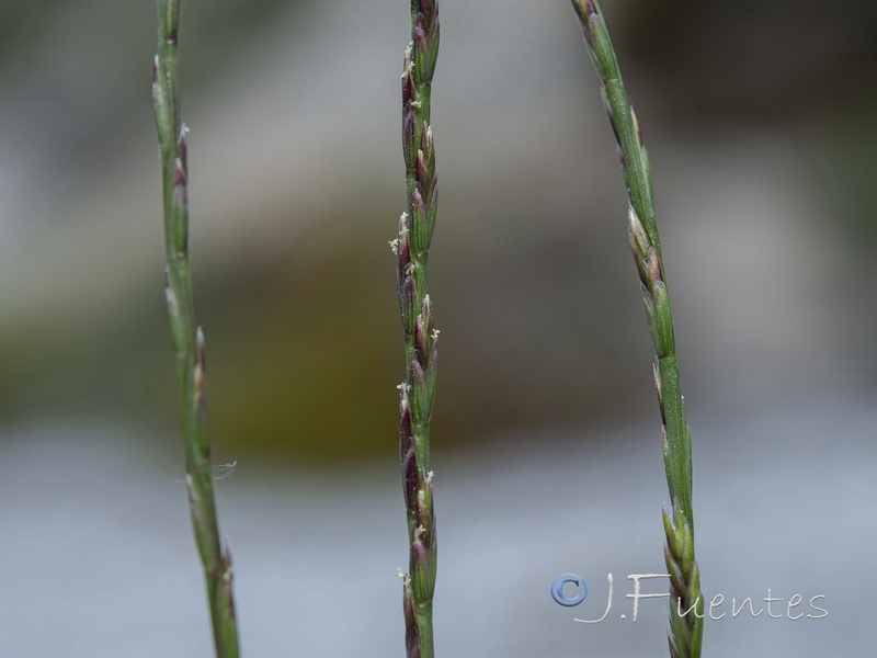 Festuca salzmannii.05