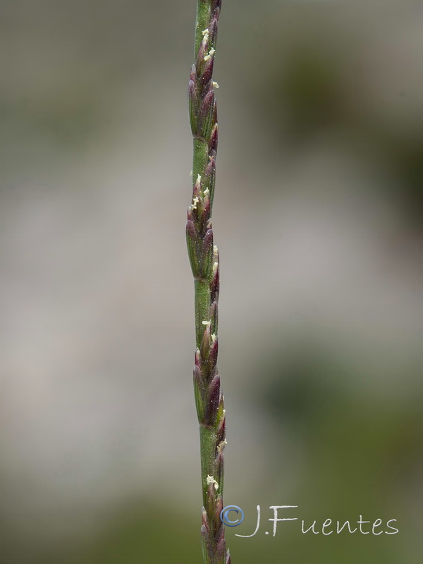 Festuca salzmannii.06