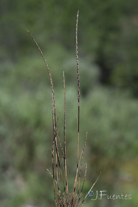 Festuca salzmannii.07