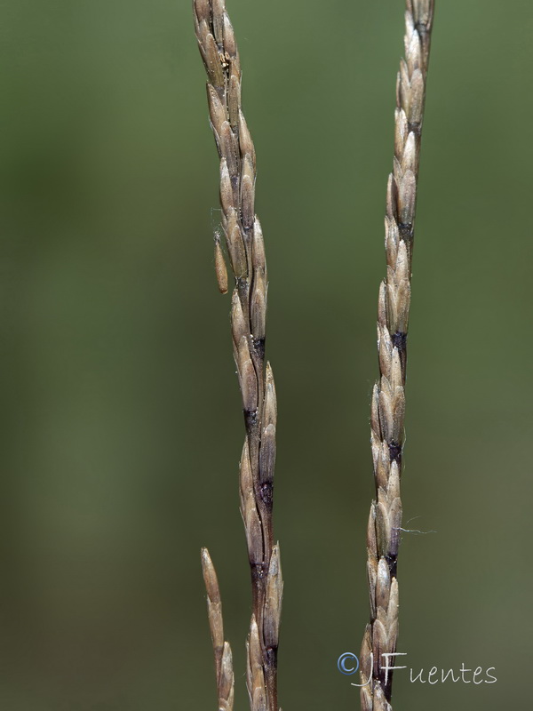 Festuca salzmannii.08