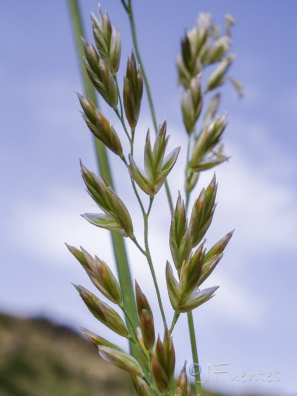 Festuca scariosa.07