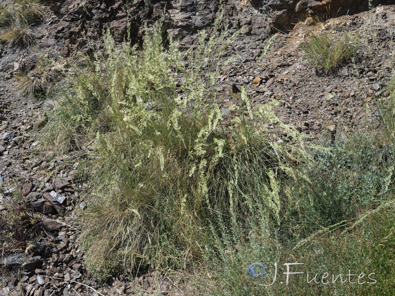 Festuca scariosa.01