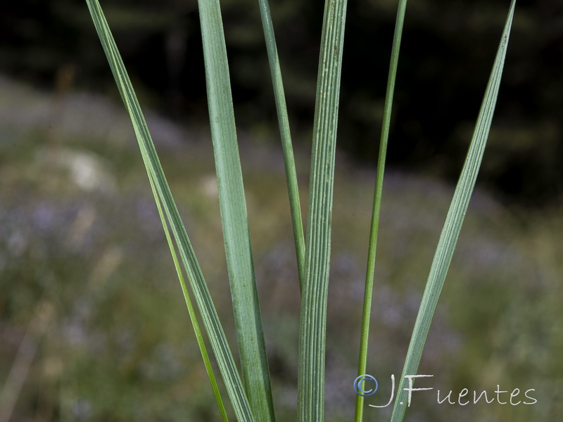 Festuca scariosa.10