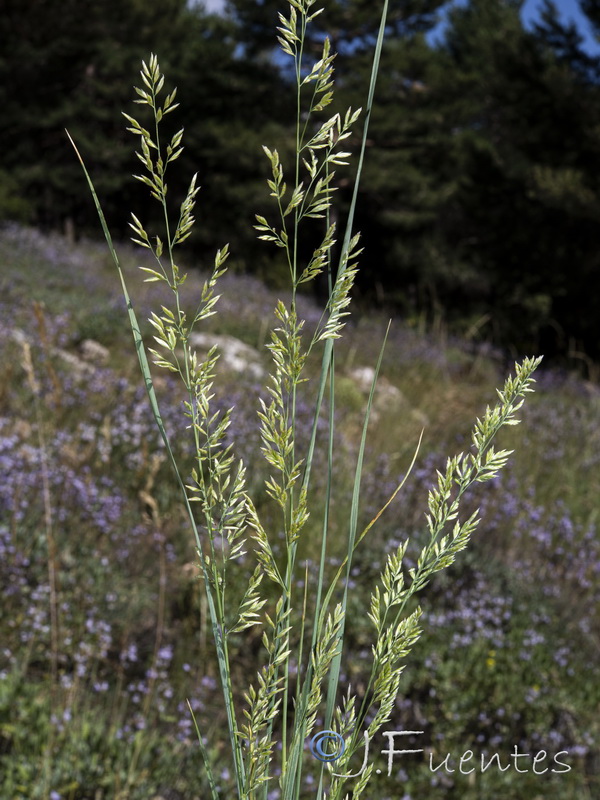 Festuca scariosa.13