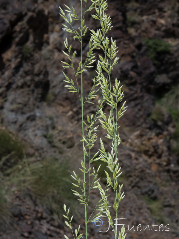 Festuca scariosa.14