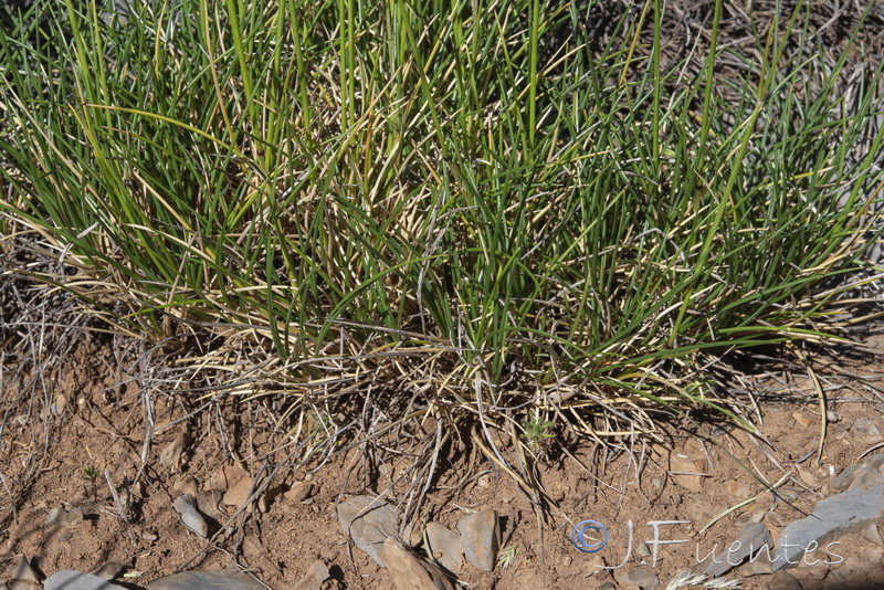 Festuca segimonensis.04