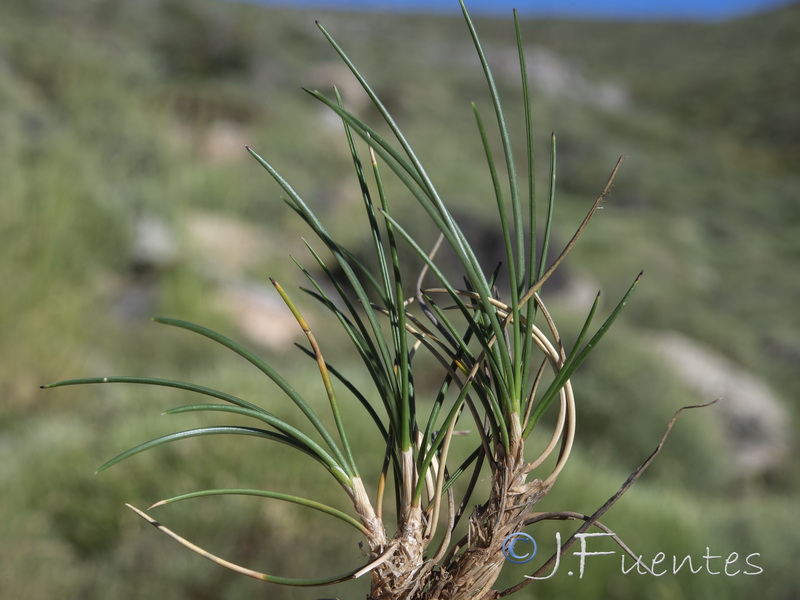 Festuca segimonensis.05